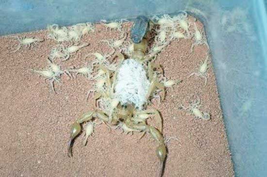 Name:  Scorpions Family (5).jpg
Views: 485
Size:  55.5 KB