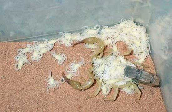 Name:  Scorpions Family (6).jpg
Views: 396
Size:  52.3 KB