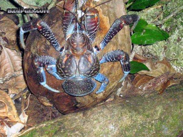 Name:  Giant Coconut Crab (4).jpg
Views: 2568
Size:  82.4 KB