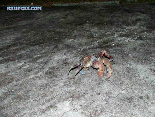 Name:  Giant Coconut Crab (9).jpg
Views: 2307
Size:  65.3 KB