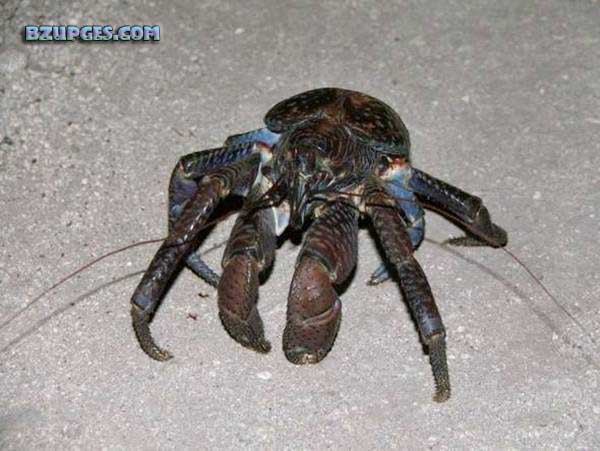 Name:  Giant Coconut Crab (13).jpg
Views: 2917
Size:  57.9 KB