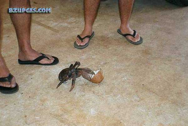 Name:  Giant Coconut Crab (21).jpg
Views: 2520
Size:  45.1 KB
