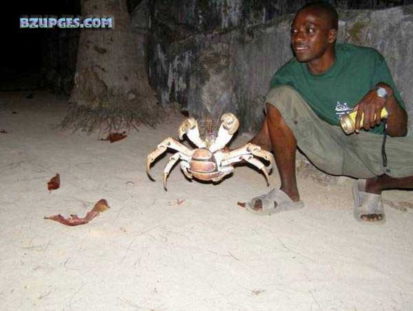 Name:  Giant Coconut Crab (23).jpg
Views: 6487
Size:  45.0 KB