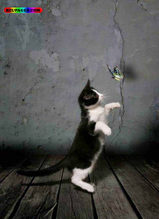 Name:  Cat and butterfly Funny Animal Picture (17).jpg
Views: 8278
Size:  46.4 KB