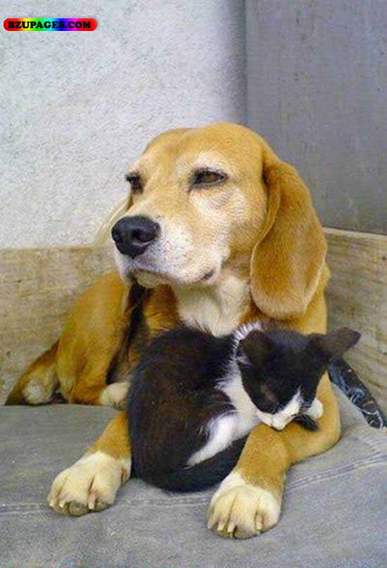 Name:  Cat with dog Funny Animal Picture (9).jpg
Views: 8293
Size:  56.2 KB