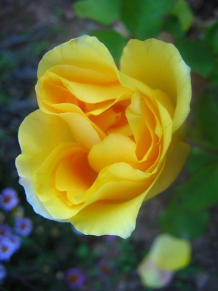 Name:  450px-Blooms_of_a_yellow_rose.jpg
Views: 582
Size:  36.2 KB