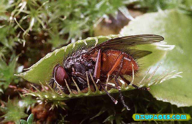 Name: Pitcher Plants; Dangerous Flesh Eating Plants (2).jpg Views: 0 Size: 66.8 KB Name: Pitcher Plants; Dangerous Flesh Eating Plants (2).jpg Views: 0 Size: 66.8 KB