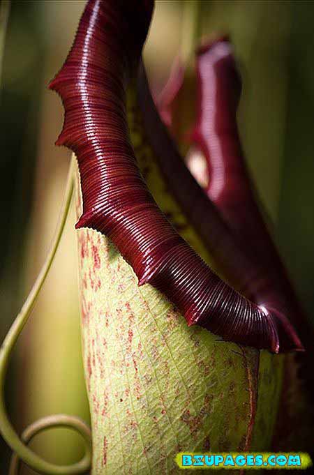 Name: Pitcher Plants; Dangerous Flesh Eating Plants (3).jpg Views: 0 Size: 48.9 KB Name: Pitcher Plants; Dangerous Flesh Eating Plants (3).jpg Views: 0 Size: 48.9 KB