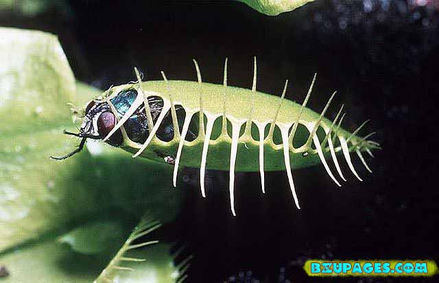 Name: Pitcher Plants; Dangerous Flesh Eating Plants (5).jpg Views: 0 Size: 45.1 KB Name: Pitcher Plants; Dangerous Flesh Eating Plants (5).jpg Views: 0 Size: 45.1 KB