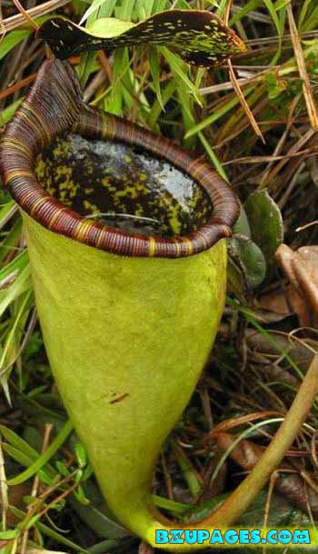 Name: Pitcher Plants; Dangerous Flesh Eating Plants (11).jpg Views: 0 Size: 54.6 KB Name: Pitcher Plants; Dangerous Flesh Eating Plants (11).jpg Views: 0 Size: 54.6 KB