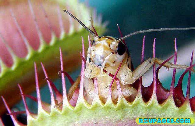 Name: Pitcher Plants; Dangerous Flesh Eating Plants (13).jpg Views: 0 Size: 56.9 KB Name: Pitcher Plants; Dangerous Flesh Eating Plants (13).jpg Views: 0 Size: 56.9 KB