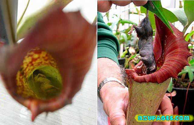 Name: Pitcher Plants; Dangerous Flesh Eating Plants (14).jpg Views: 0 Size: 52.7 KB Name: Pitcher Plants; Dangerous Flesh Eating Plants (14).jpg Views: 0 Size: 52.7 KB