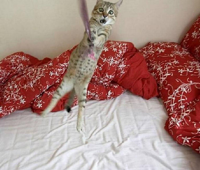 Name:  cat climbing.jpg
Views: 2052
Size:  70.7 KB