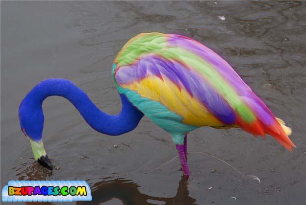 Name:  Colorful Life beautiful Photos (4).jpg
Views: 887
Size:  43.3 KB