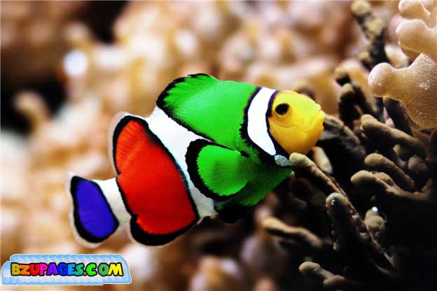 Name:  Colorful Life beautiful Photos (10).jpg
Views: 1259
Size:  48.7 KB