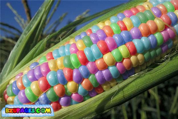 Name:  Colorful Life beautiful Photos (16).jpg
Views: 619
Size:  64.2 KB