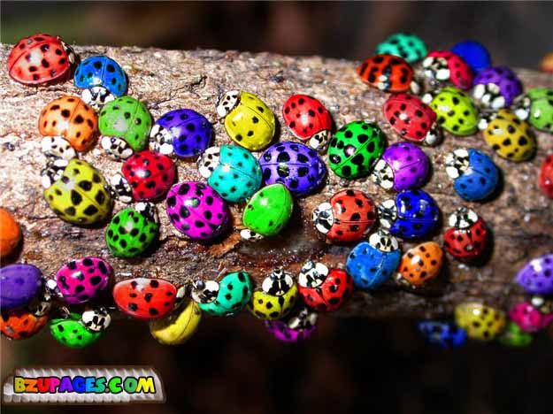 Name:  Colorful Life beautiful Photos (25).jpg
Views: 721
Size:  80.6 KB