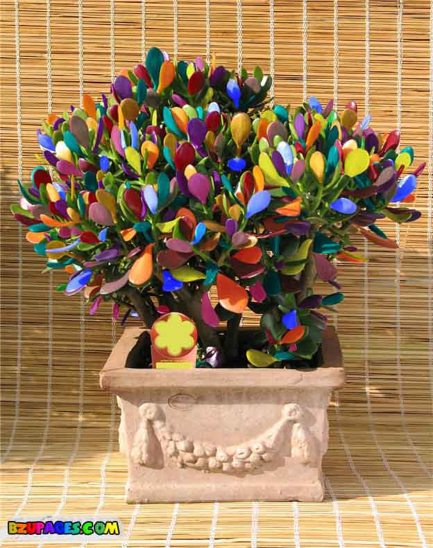 Name:  Colorful Life beautiful Photos (41).jpg
Views: 618
Size:  92.6 KB