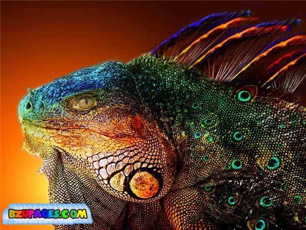 Name:  Colorful Life beautiful Photos (35).jpg
Views: 605
Size:  92.0 KB