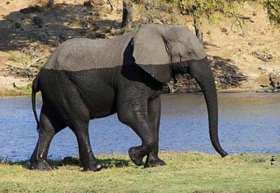 Name:  Elephant.jpg
Views: 565
Size:  36.8 KB