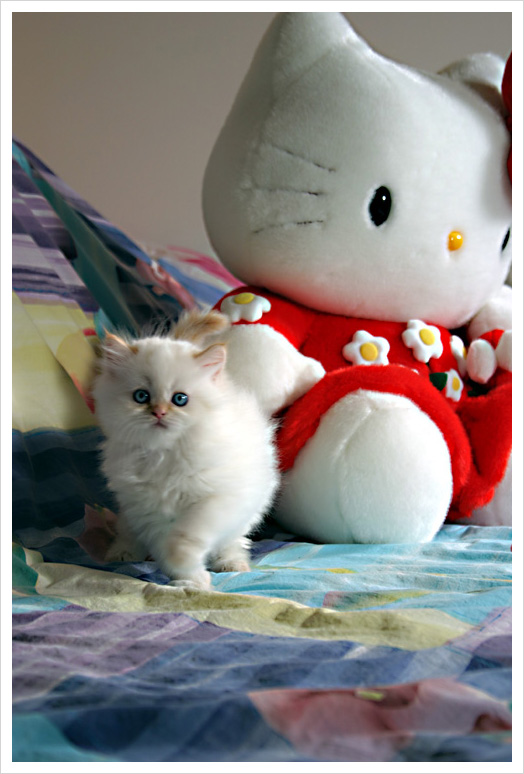 Name:  Funny cats of the day (7).jpg
Views: 521
Size:  119.7 KB