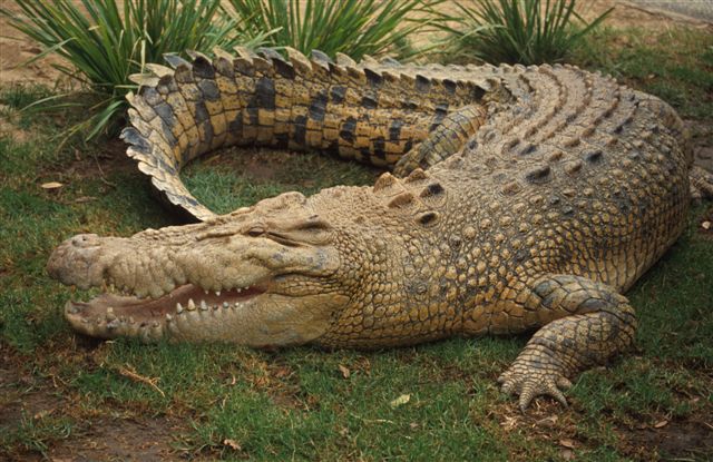 Name:  Crocodile.jpg
Views: 757
Size:  76.7 KB