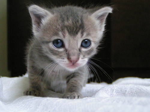 Name:  cat-picture-kitten-blue-eyes-fofurasfelinas.jpg
Views: 5431
Size:  67.6 KB