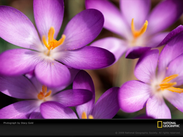 Name:  purple-violet-gold-730084-sw.jpg
Views: 353
Size:  118.6 KB