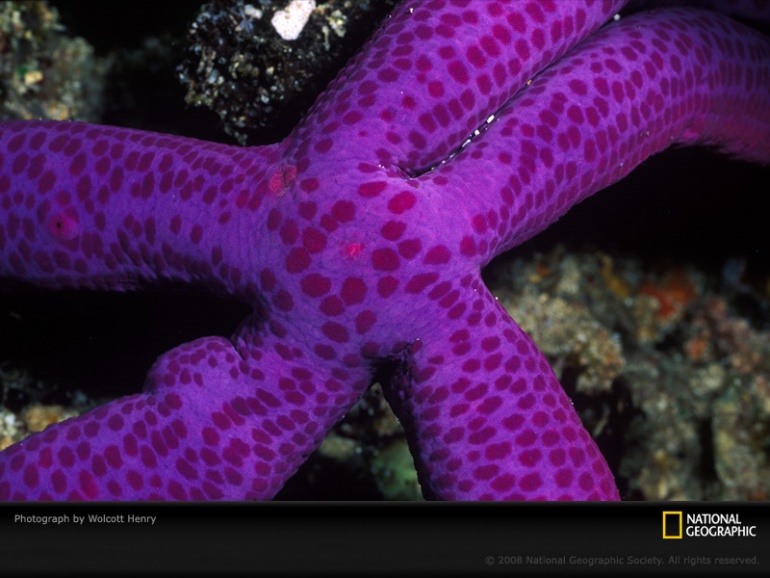 Name:  purple-sea-star-henry-658759-sw.jpg
Views: 384
Size:  134.3 KB