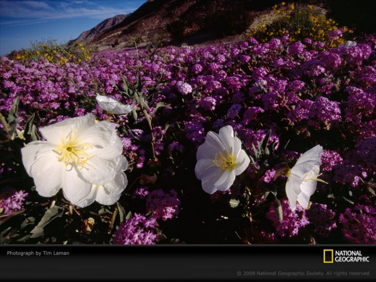 Name:  purple-primrose-laman-997241-sw.jpg
Views: 280
Size:  191.7 KB