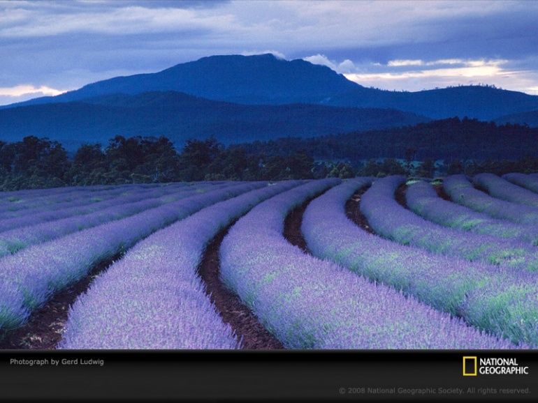 Name:  purple-fields-ludwig-987150-sw.jpg
Views: 274
Size:  158.7 KB