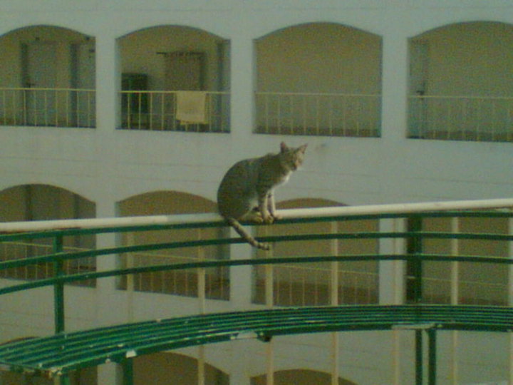 Name:  NFC IET Multan cat of the day.jpg
Views: 1213
Size:  68.4 KB