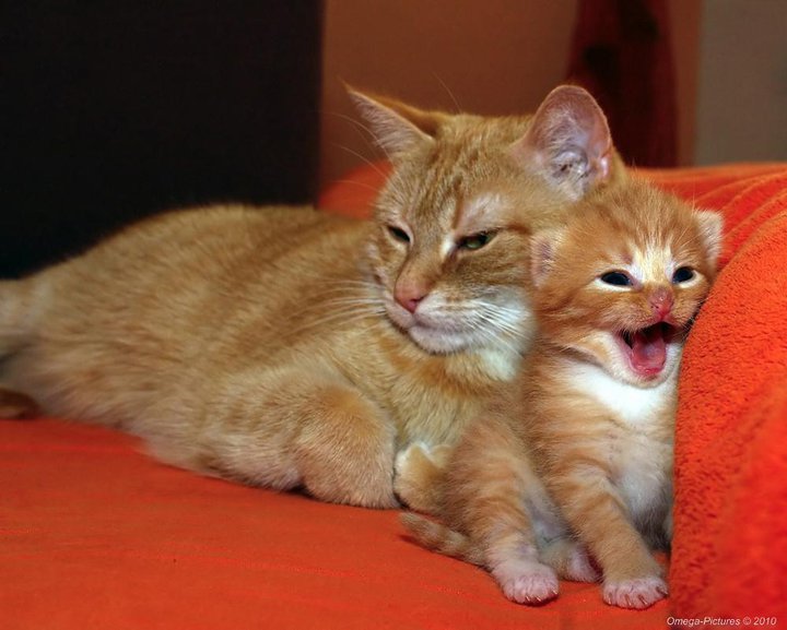 Name:  bechari pechay wali.jpg
Views: 511
Size:  64.5 KB