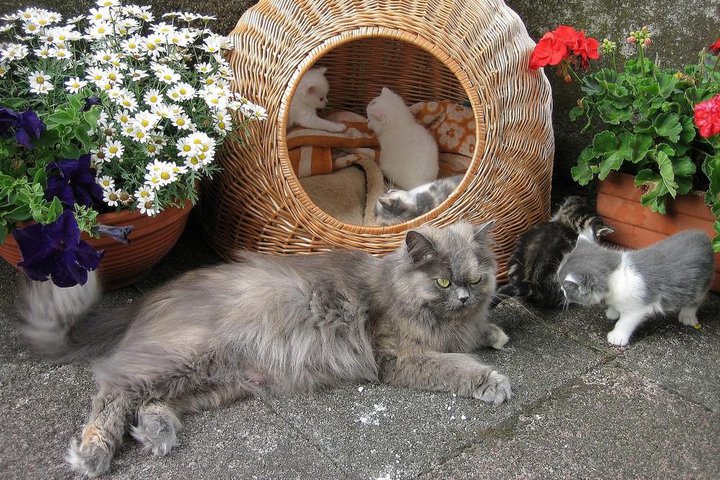 Name:  cat of the wednesday.jpg
Views: 297
Size:  137.6 KB