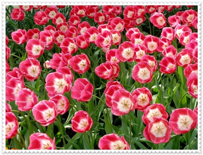 wallpapers of flowers tulips. tulip flowers wallpapers