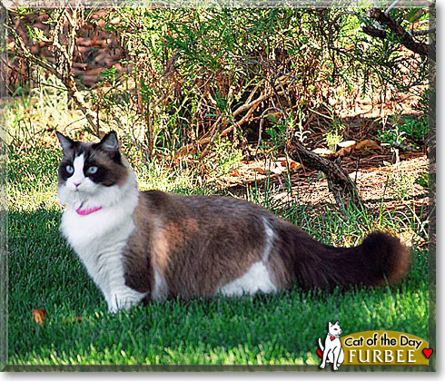 Name:  cat of the day.jpg
Views: 927
Size:  165.1 KB