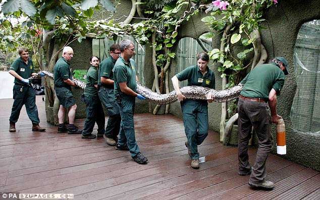 Name:  22ft python who needs SEVEN zoo keepers to carry her to her health check (3).jpg
Views: 6439
Size:  96.4 KB
