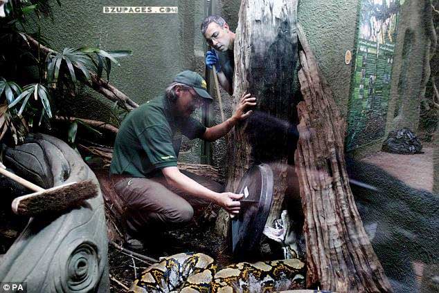 Name:  22ft python who needs SEVEN zoo keepers to carry her to her health check (2).jpg
Views: 2310
Size:  93.6 KB