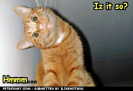 Name:  funny-pictures-the-question-cat-263e0b4eee.jpg
Views: 3408
Size:  22.1 KB