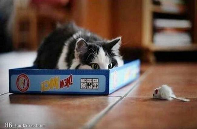 Name:  cat in box cat of the day.jpg
Views: 3196
Size:  25.8 KB