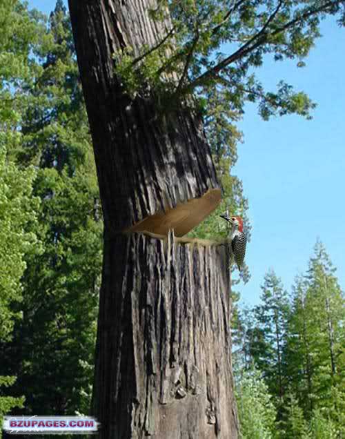 Name:  Bird cutting the tree.jpg Views: 0 Size:  74.0 KB