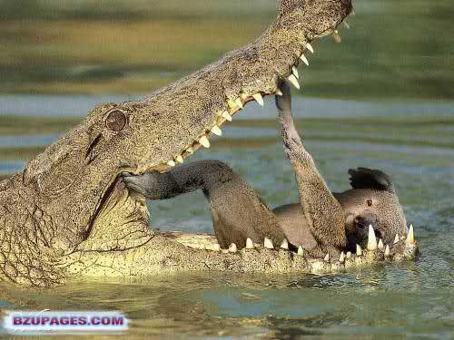 Name:  Crocodile eating the big animal.jpg
Views: 20467
Size:  58.6 KB