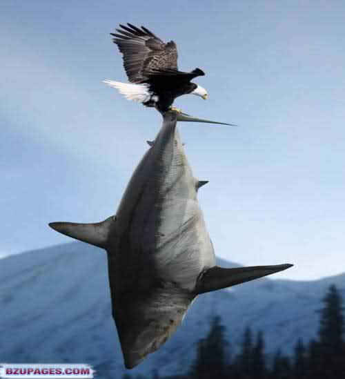 Name:  Eagle catching a fish.jpg Views: 0 Size:  28.1 KB