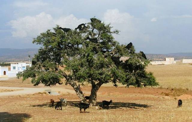 Name:  Funny Pic (19).jpg
Views: 508
Size:  44.3 KB