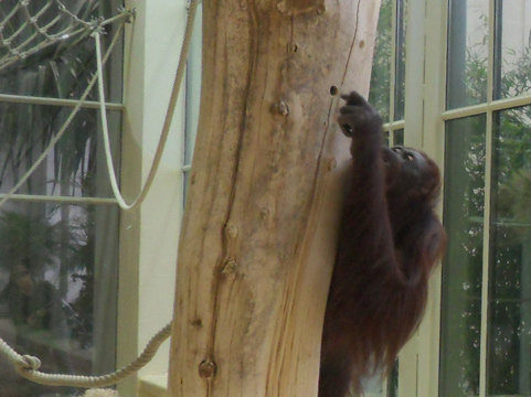 Name:  Nonja (chimpanzee) Photo from her Facebook album.jpg
Views: 339
Size:  41.6 KB