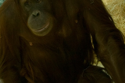 Name:  Nonja (chimpanzee) Photo from her Facebook album 1.jpg
Views: 279
Size:  25.1 KB
