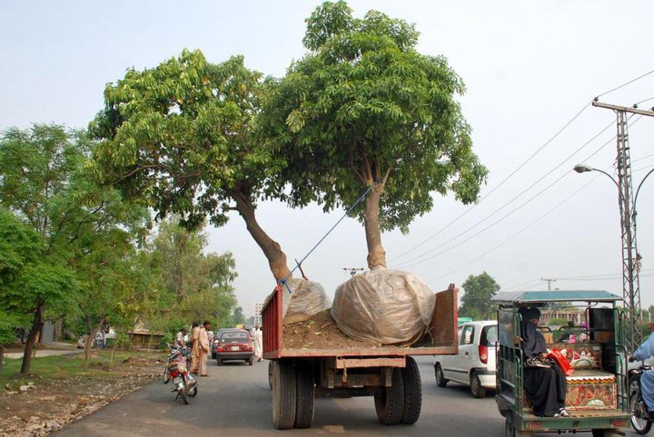 Name:  trees in the tractor trali.jpg
Views: 2160
Size:  97.8 KB