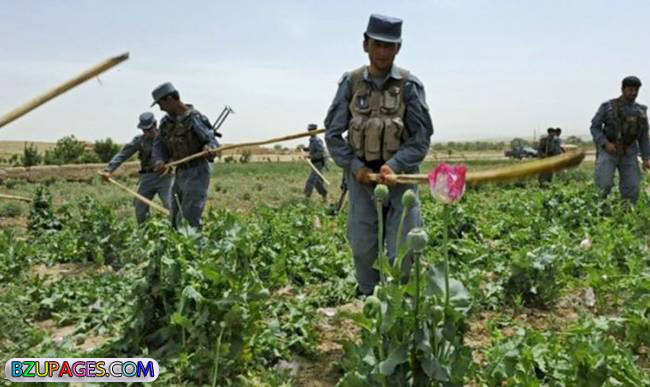 Name:  Police & Army in Afghanistan (3).jpg
Views: 565
Size:  94.4 KB