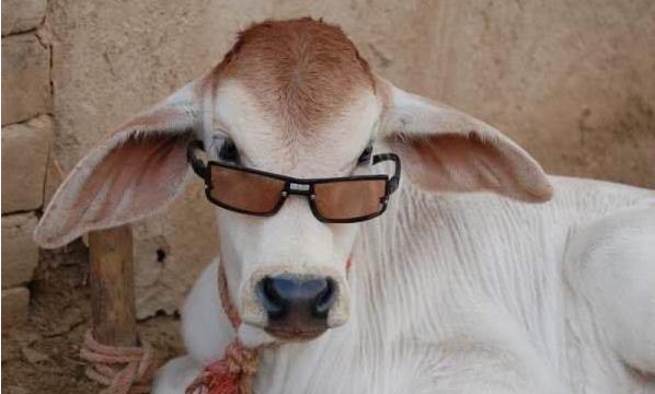 Name:  312072_294763640542739_219483341404103_1126037_1622514122_n.jpg
Views: 309
Size:  29.3 KB