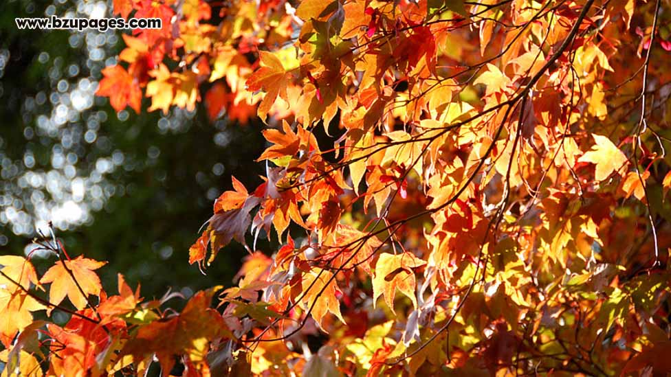 Autumn 2011 Exclusive Scenes of Stourhead England-stourhead-england-11-.jpg